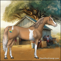 Horse Color:Chestnut Splash Tobiano 