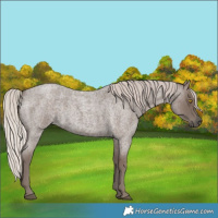 Horse Color:Silver Blue Roan Rabicano 