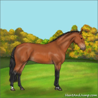 Horse Color:Bay 