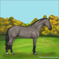 Horse Color:Grullo 