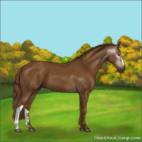 Horse Color:Gray Chestnut 