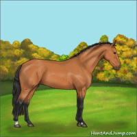 Horse Color:Bay 