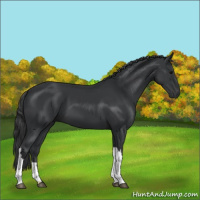 Horse Color:Black 