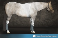 Horse Color:Buckskin Roan Dun Tobiano Rabicano 