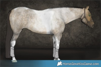 Horse Color:Buckskin Roan Dun Tobiano Rabicano 