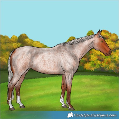 Horse Color:Silver Bay Roan Sabino Rabicano 