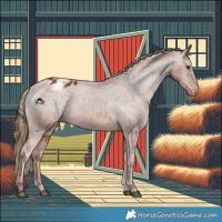 Horse Color:Chestnut Appaloosa 