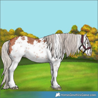 Horse Color:Silver Bay Sabino Rabicano 