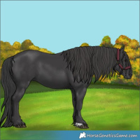 Horse Color:Black 
