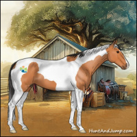 Horse Color:Bay Roan Tobiano 