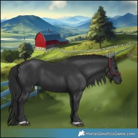 Horse Color:Black 