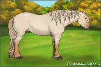 Horse Color:Red Dun Roan 