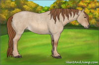 Horse Color:Red Dun Roan 