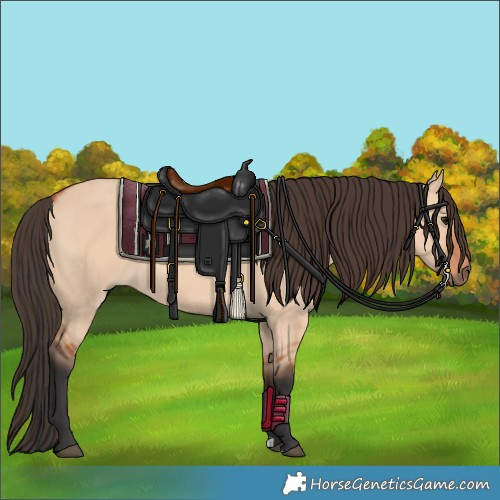Horse Color:Bay Dun 