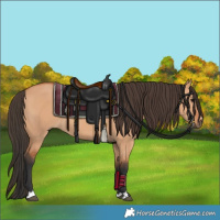 Horse Color:Bay Dun 