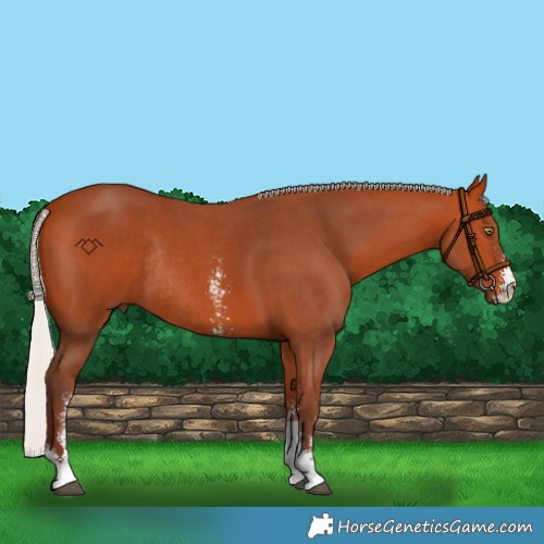 Horse Color:Silver Bay Sabino Rabicano 