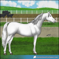 Horse Color:Gray Bay Dun 