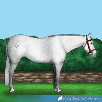 Horse Color:Gray Black 