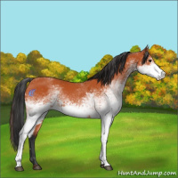 Horse Color:White Spotted Bay
