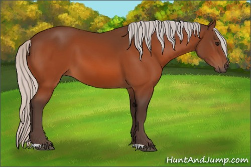 Horse Color:Silver Bay 