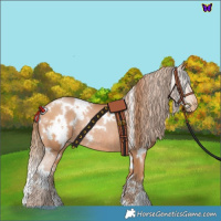 Horse Color:White Spotted Bay Pearl Rabicano 