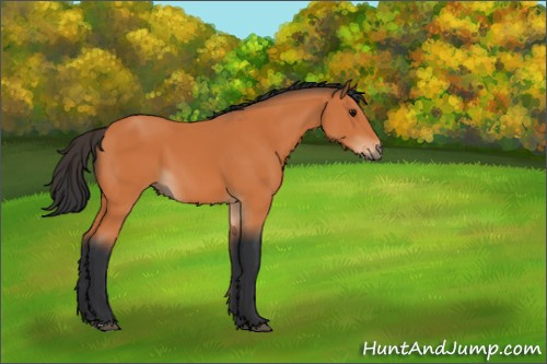 Horse Color:Bay 