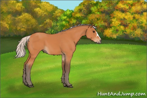 Horse Color:Silver Bay 