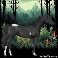 Horse Color:Black Tobiano