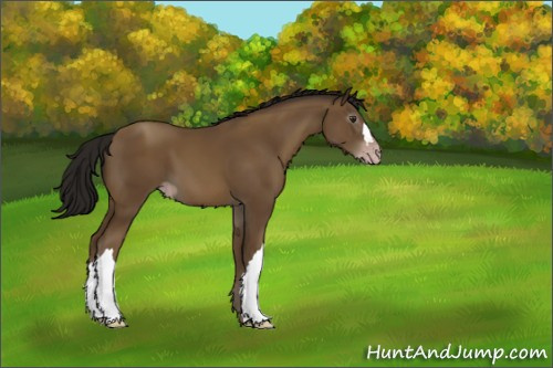 Horse Color:Gray Classic Champagne 