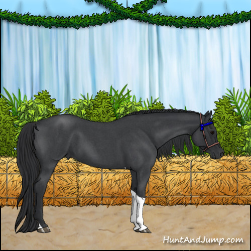 Horse Color:Blue Roan Tobiano 