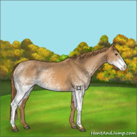 Horse Color:White Spotted Chestnut Rabicano 