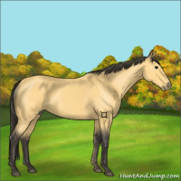 Horse Color:Buckskin Roan 