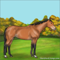 Horse Color:Bay 