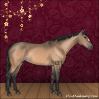 Horse Color:Bay Dun