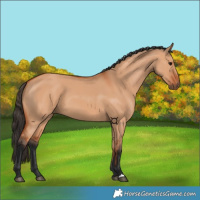 Horse Color:Bay Dun 