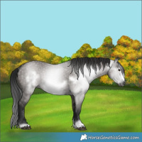 Horse Color:Gray Grullo Frame Rabicano 