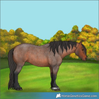Horse Color:Bay Roan 