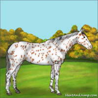 Horse Color:Bay Appaloosa 