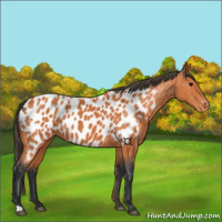 Horse Color:Bay Appaloosa 