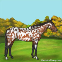 Horse Color:Brown Appaloosa 