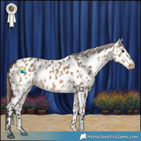 Horse Color:Bay Dun Appaloosa 