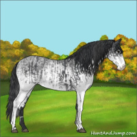 Horse Color:White Spotted Blue Roan Rabicano  and White Spotted Blue Roan Rabicano 
