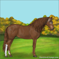 Horse Color:Gray Chestnut 