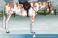 Horse Color:Silver Bay Sabino Rabicano 