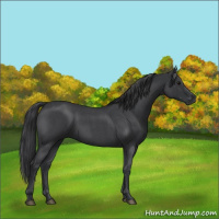Horse Color:Blue Roan 