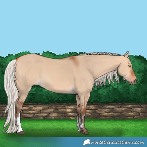 Horse Color:Silver Bay Dun Sabino Rabicano 