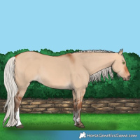 Horse Color:Silver Bay Dun Sabino Rabicano 