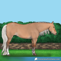 Horse Color:Silver Bay Dun Sabino Rabicano 