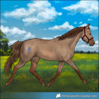 Horse Color:Red Dun 