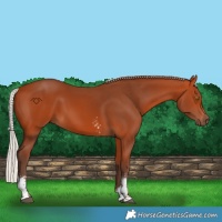 Horse Color:Silver Bay Sabino Rabicano